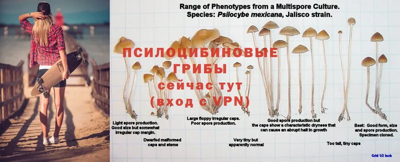 даркнет сайт  Инта  Галлюциногенные грибы MAGIC MUSHROOMS 